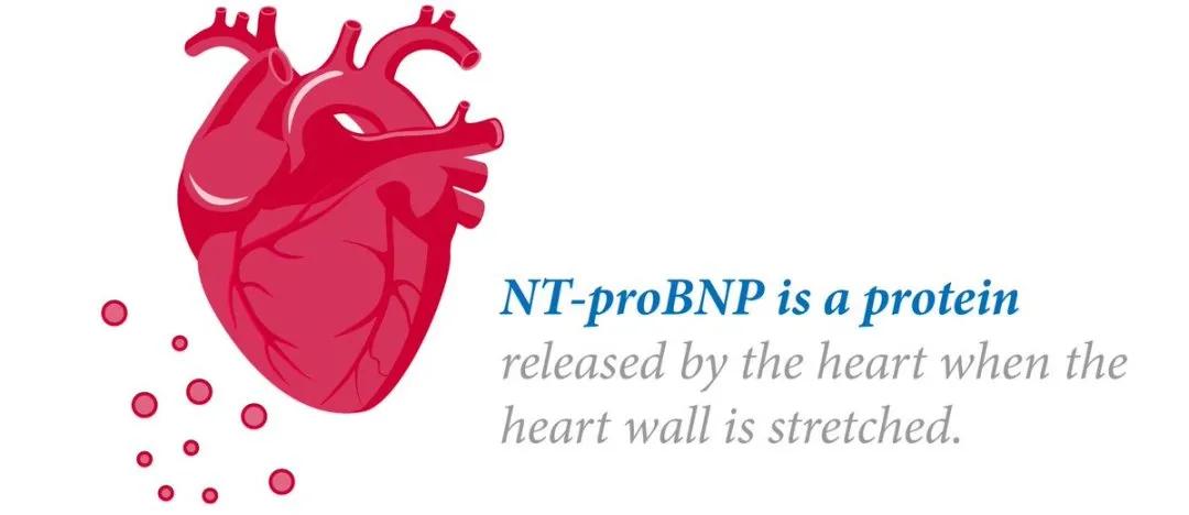 犬猫心脏快速筛查,犬猫的血压正常范围是多少