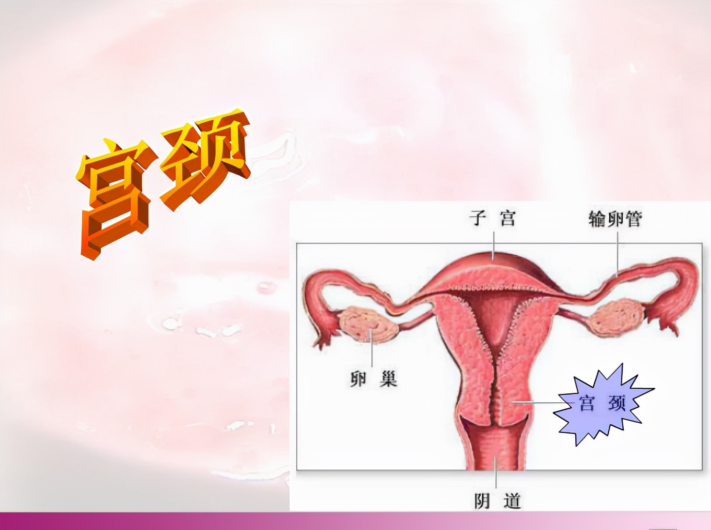 71岁女性筛查hpv高危是不是宫颈癌,男性hpv和哪些癌症有关