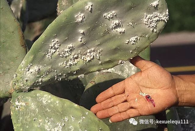 杀死兔子的方法,杀死兔子有什么后果