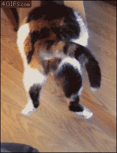 辟谣猫咪并非黑夜都能看得清,事实证明猫是一种液体动物