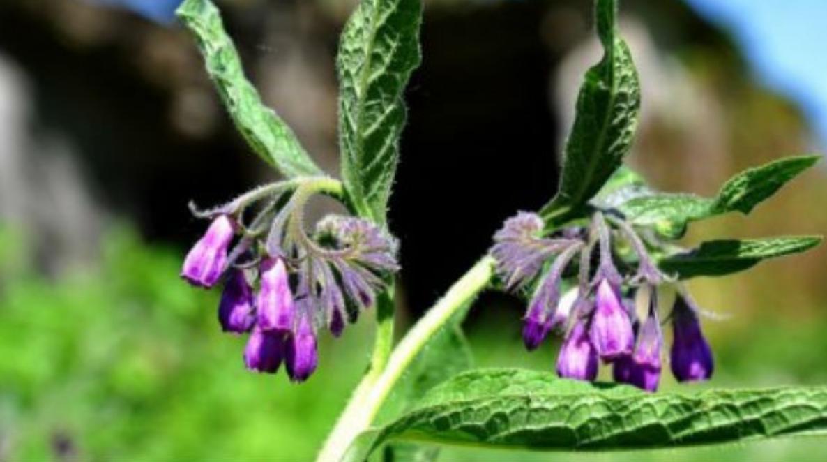 纯天然植物染发有什么危害,纯天然无添加对人体零伤害