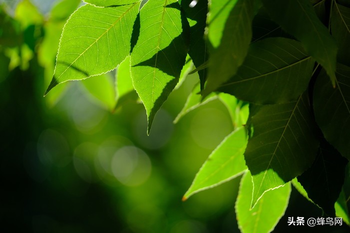 富士x-t30markii测评,富士x-t3深度评测