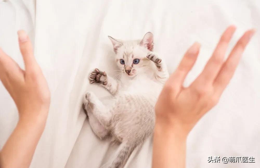 打猫可以纠正猫的坏行为吗,猫犯错了可以关起来吗