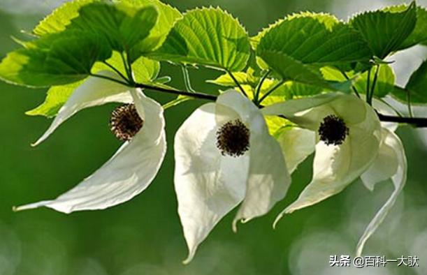 中国10大名山视频,中国10座山名山