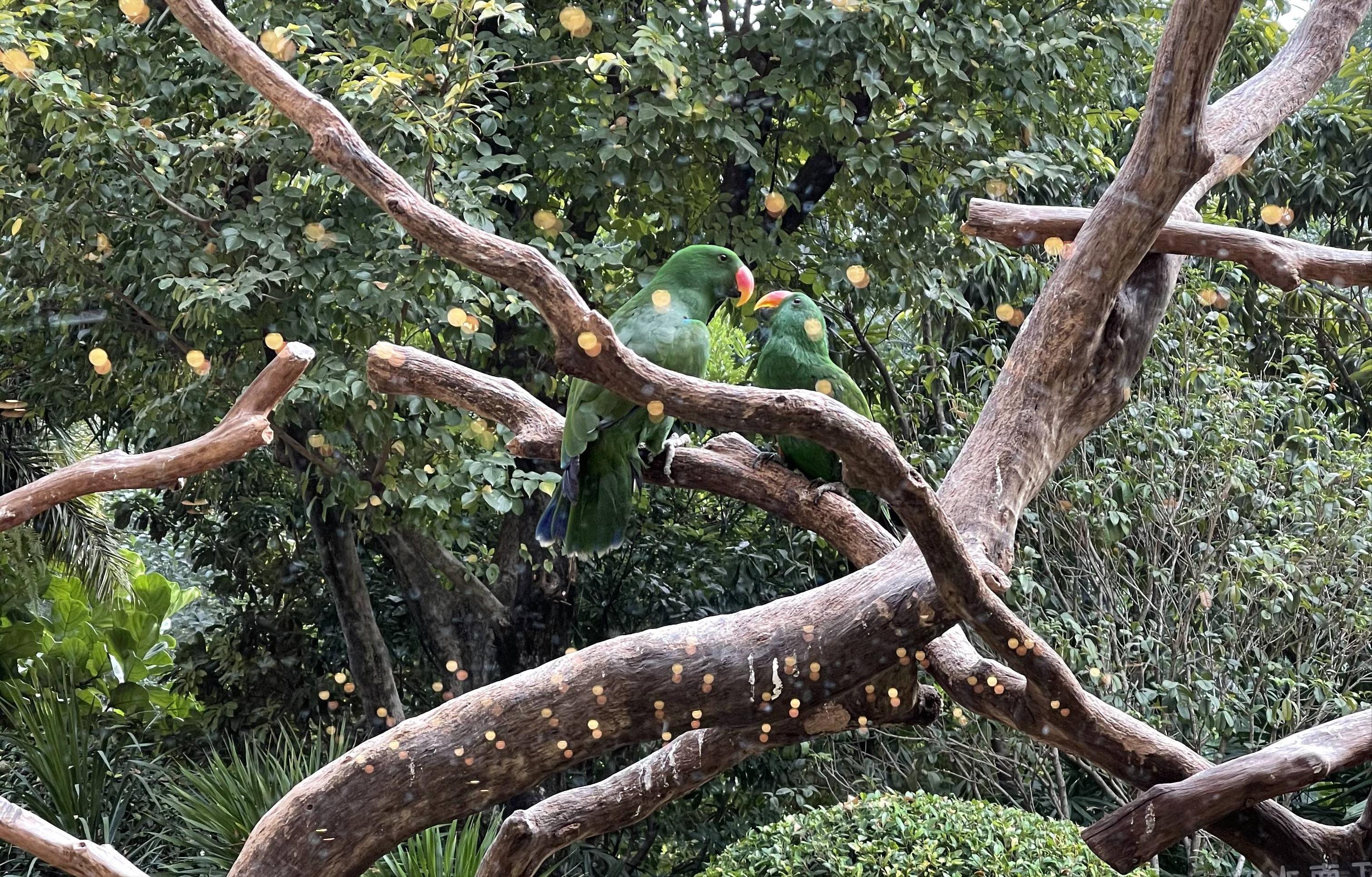 广州长隆野生动物园游玩攻略最新,长隆野生动物园亲子游三天