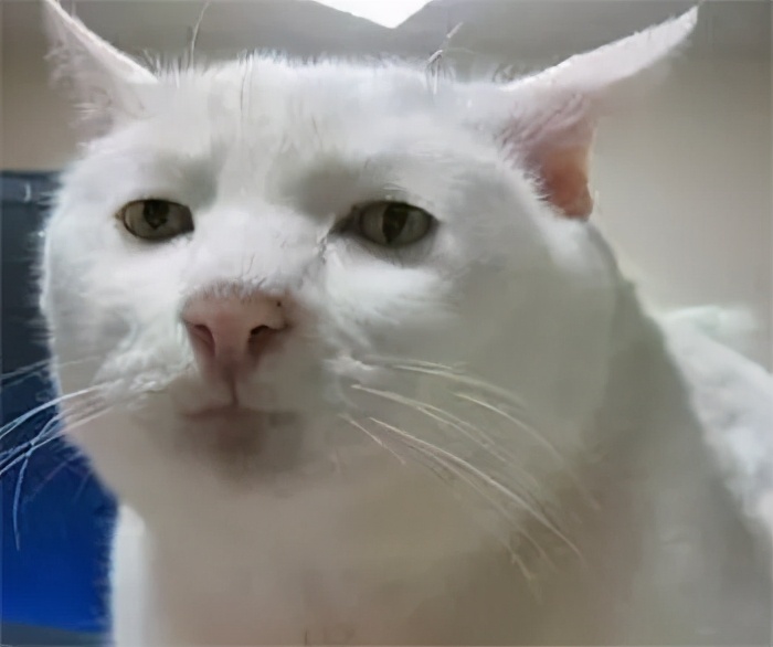 流泪猫猫头,流泪猫猫头抱小熊