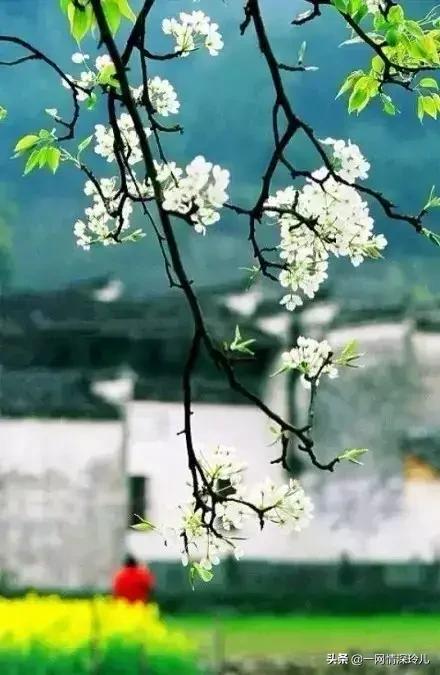 竹香赋全文,竹香赋