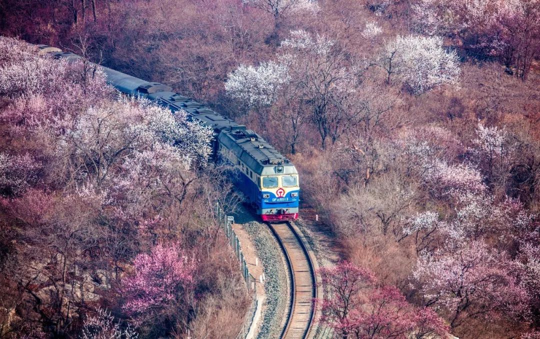 太美了开往春天的列车,这些开往春天的列车简直美呆了