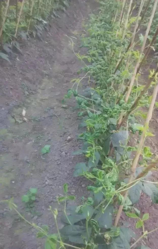 除草剂漂移药害谁负责,除草剂漂移产生的纠纷怎么处理