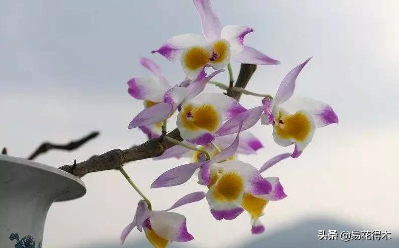 条状石斛和钉状石斛的区别,翅梗石斛与黑毛石斛的区别