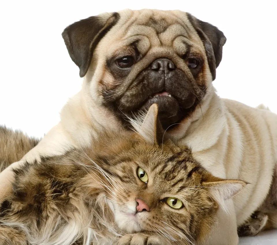 买贵的猫狗粮反而更省钱？