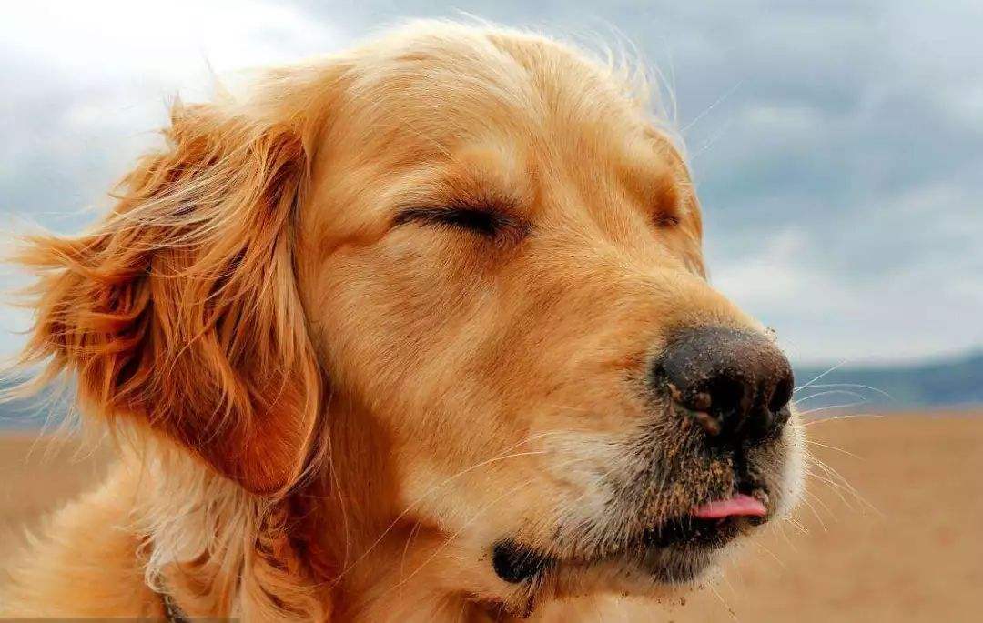 金毛吃得多怎么养,金毛吃进去食物多久能消化