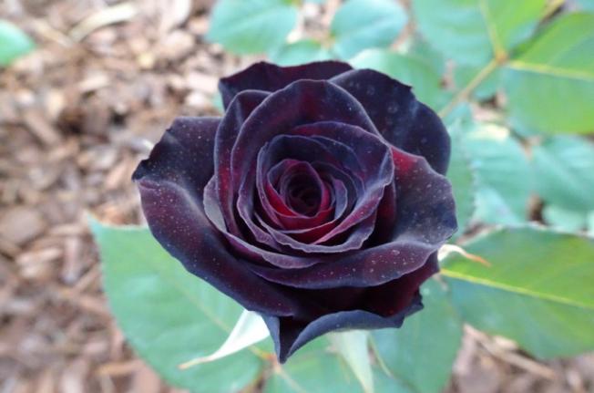 爱上养花有意义吗,爱上养花花草草