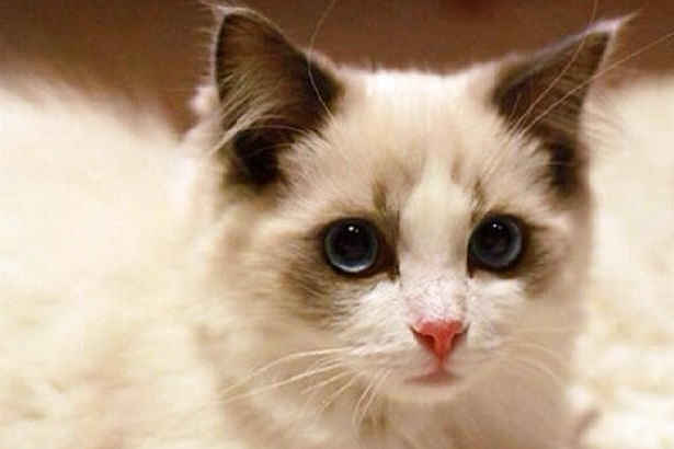 铲屎官一定要注意遛狗的时间,铲屎官遛狗日常