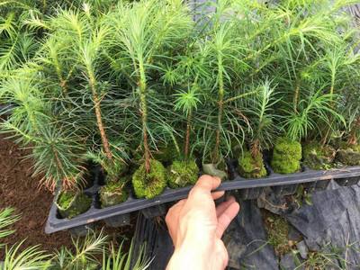 杉木良种扦插,杉木良种扦插苗规范化培育技术