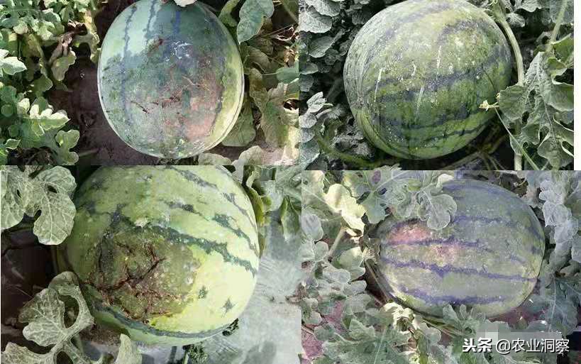 露地西瓜出现阴皮病,西瓜阴皮病成因
