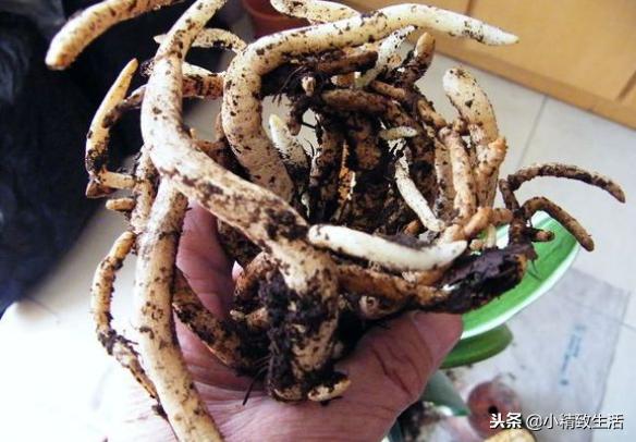 养君子兰需要什么条件才能开花,君子兰怎么养护才能让它开花