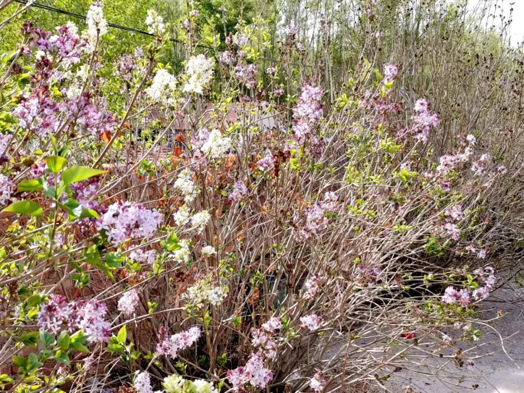 基层党建先锋村,林东镇先锋村书记