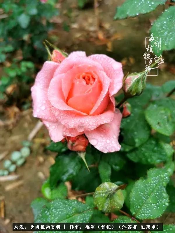 阳台多肉花园简直美翻了,适合男生养的多肉