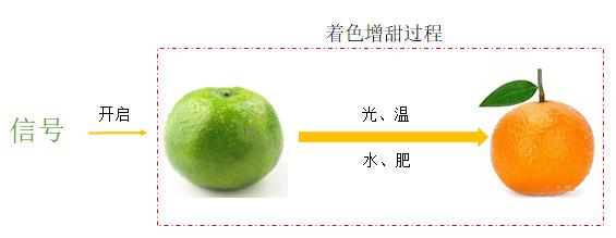柑橘转色原理及增甜办法,柑橘增糖着色的原因