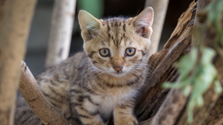 猫咪很容易受惊吓吃什么能缓解,猫咪铲屎官注意事项