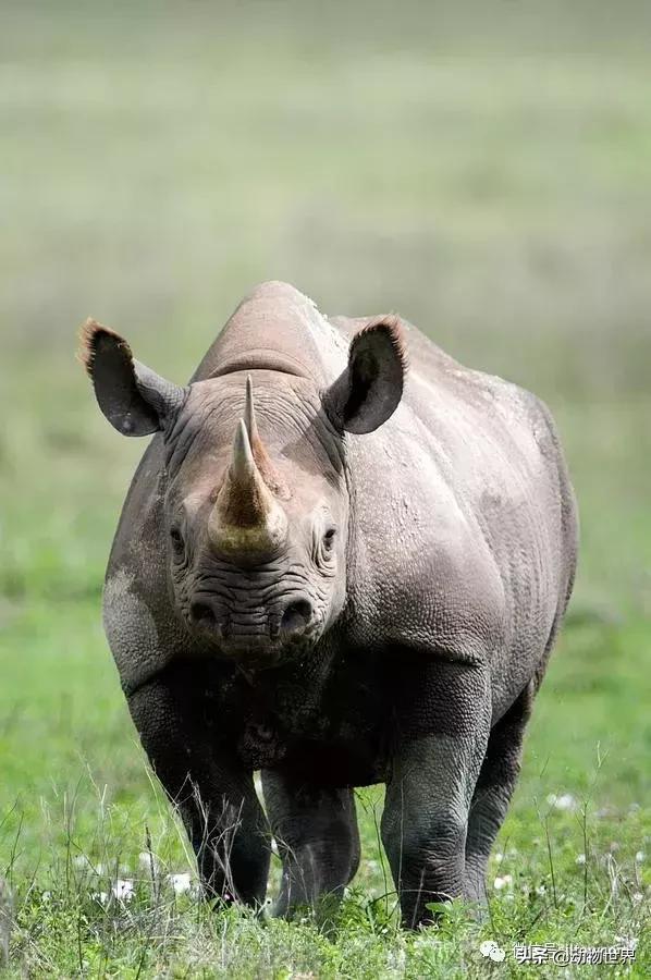食草动物中的“斗士”-黑犀