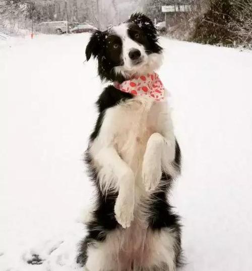 旺财的狗是哪样,什么是旺财狗10大旺财的狗