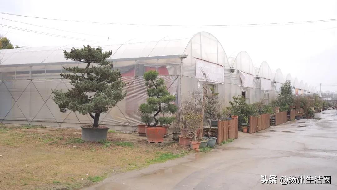 2元花盆批发,2元左右的花盆