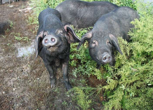 东北特产哪些在南方受欢迎,黑龙江雪猪