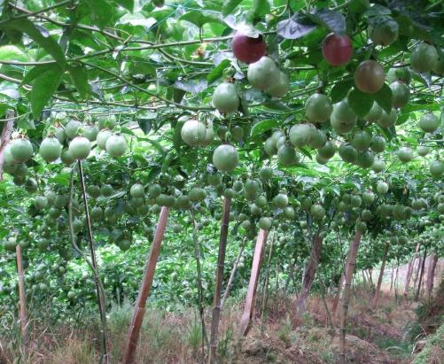 广西灵山小小茶叶托起脱贫致富梦,北流钦蜜九号百香果种植基地