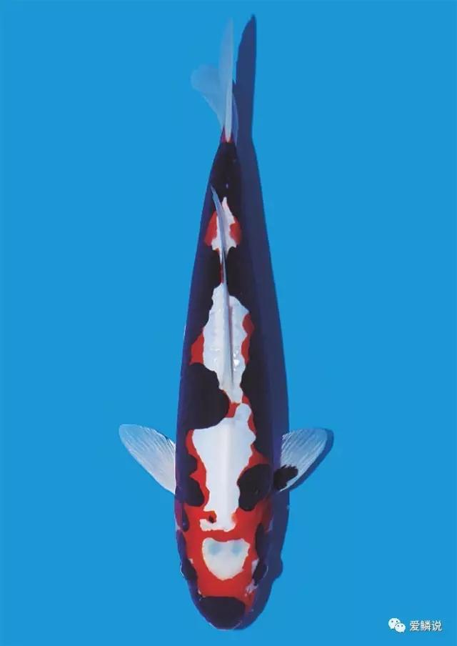 夏季鱼保存最佳方法,夏季鱼粮要注意补充这些