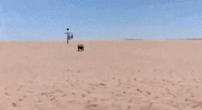 你们吃的野味蜜獾，居然是称霸非洲的平头哥