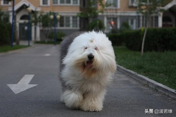 小狗3个月张嘴想咬人怎么回事,两个月的小狗爱咬人是什么原因