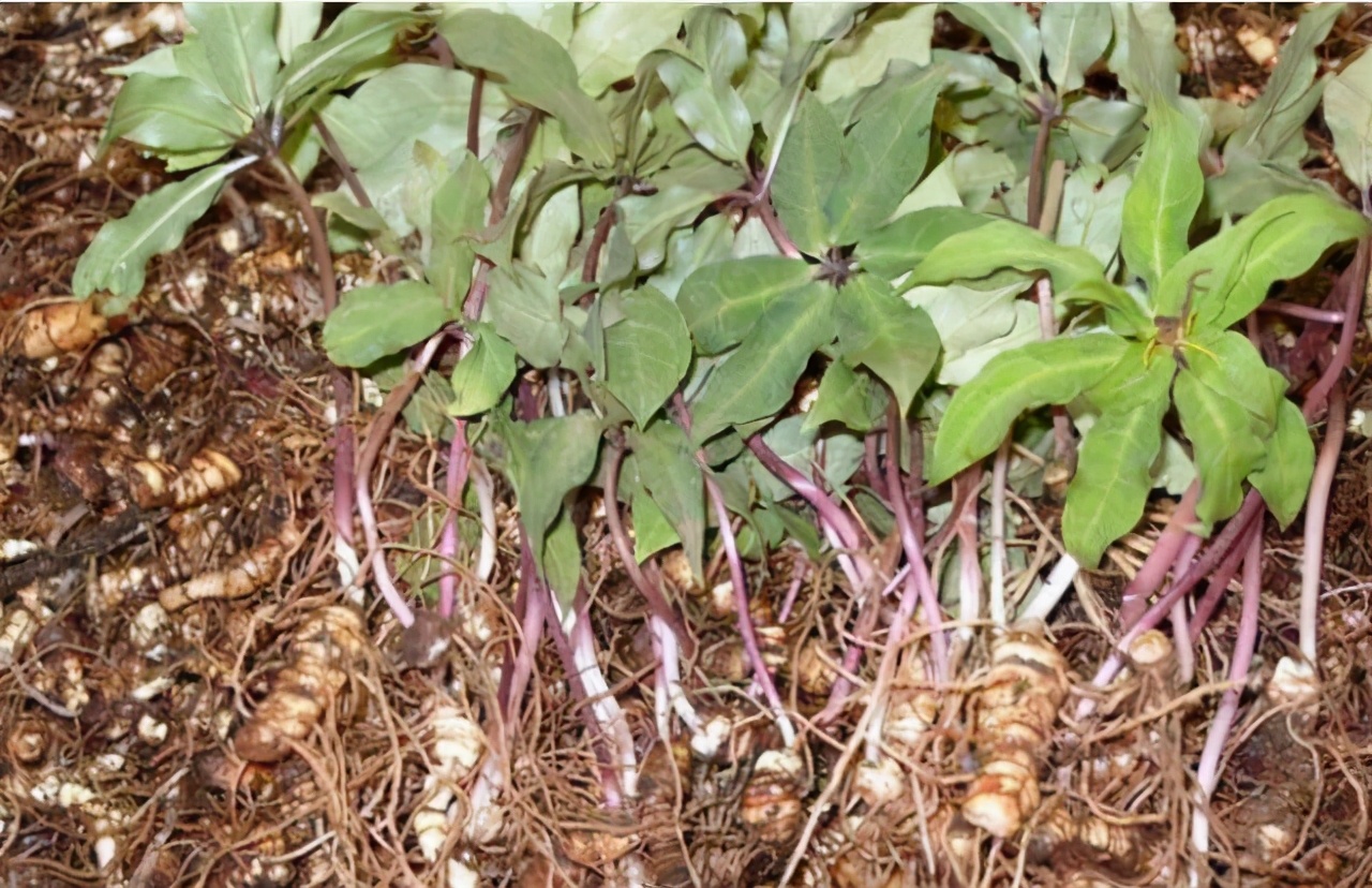 蛇草价格1公斤多少钱,农村十大蛇草