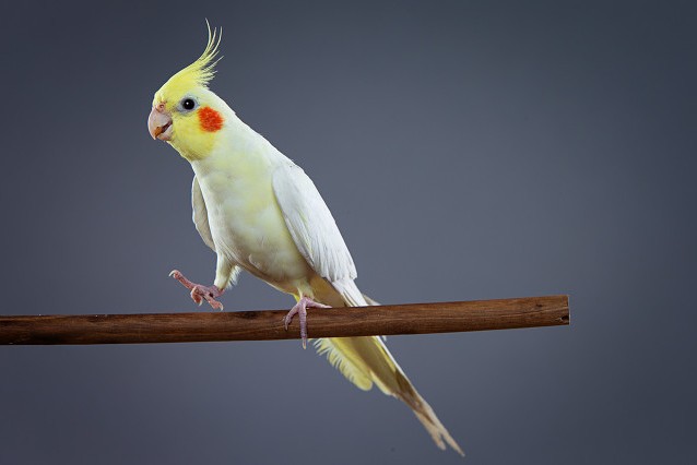 玄凤鹦鹉刚出生怎么辨别品种,玄凤鹦鹉有多少个品种