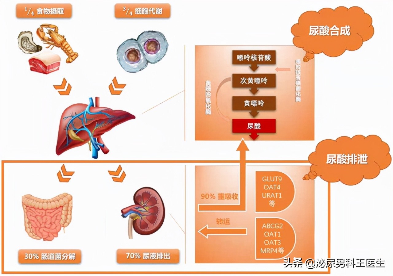 尿酸高身体会出现哪些症状,尿酸高怎么调理下来还需要吃药