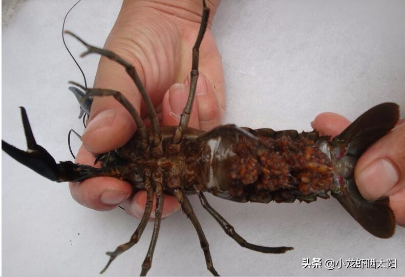 小龙虾孵化了怎么办,小龙虾虾卵怎么孵化