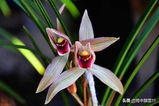 兰花叶尖发黑的原因及解决办法,兰花叶尖发黑干枯是什么原因