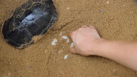 正宗龟苓膏老字号原味,真正的龟苓膏是苦的