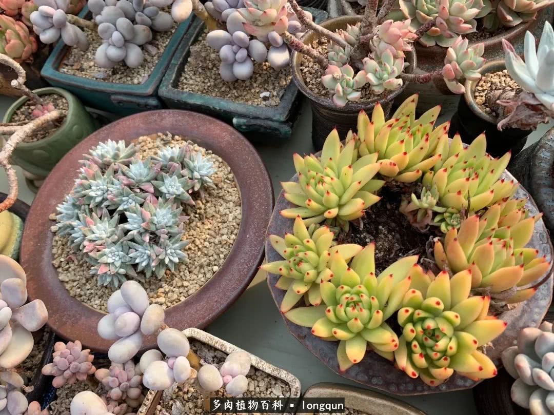 探访韩国肉锥大棚,记一次走访纪录片