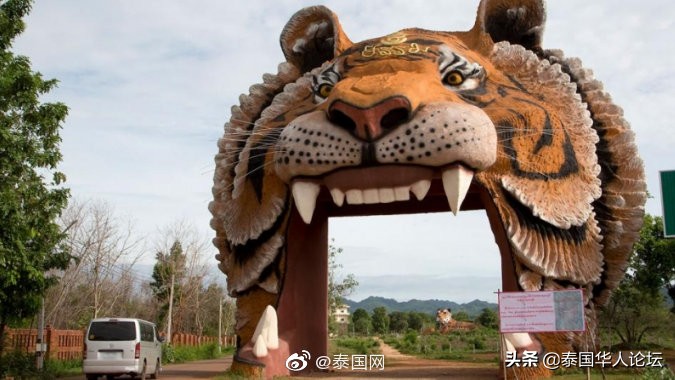 泰国老虎藏40只尸体,泰国寺庙老虎有没有解救出来