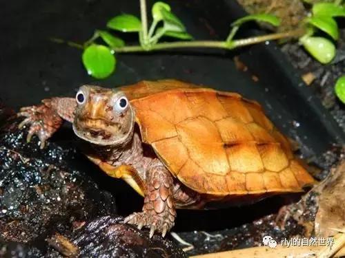 枫叶龟品种及图片大全,地龟和枫叶龟的区别