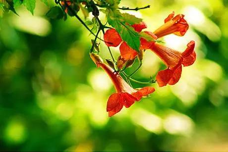 赏花时间表,赏花季节及图片