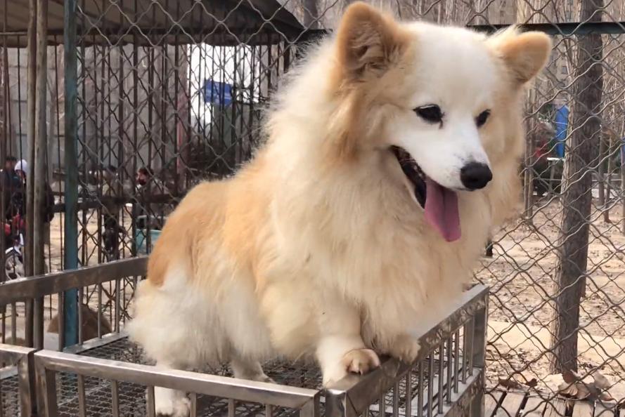 柯基杂交幼犬出售100元以下,河南柯基配种在哪里找配偶