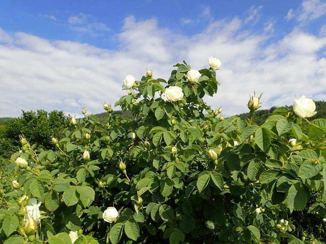 适合油皮的爽肤水排行榜前十名,夏天油皮爽肤水