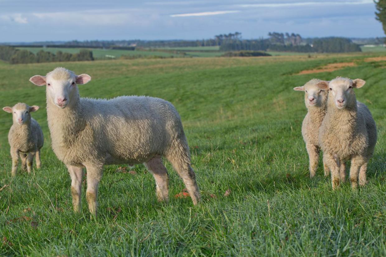 新西兰蓝河羊奶粉怎么样,新西兰原装进口蓝河羊奶粉怎么样