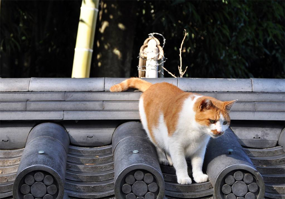 辟谣，剪流浪猫耳朵的都是坏人？需知这也是一种保护方式