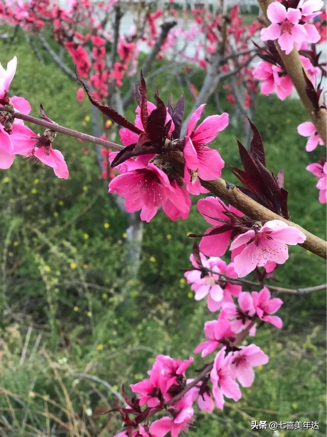 天津塘沽春游踏青好去处,天津周边春天好去处