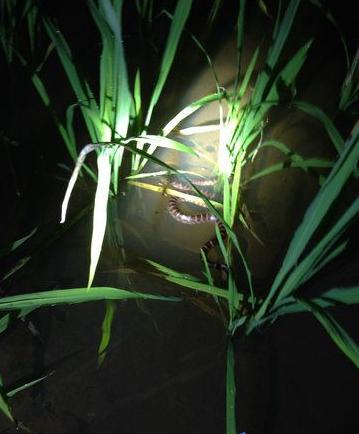 抓黄鳝小知识,农村娃抓黄鳝视频