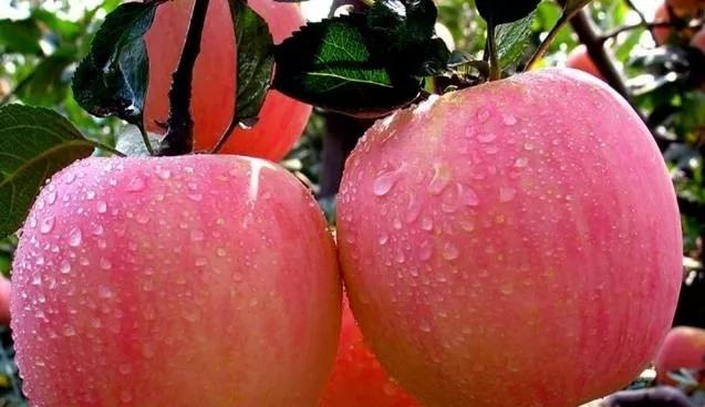 自制水果酵素的做法,自制水果酵素浇花方法